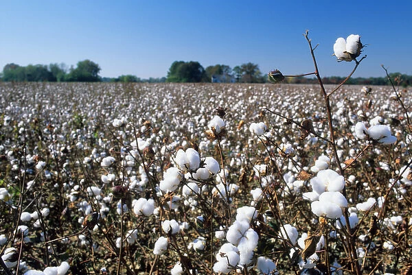 A cotton field in South Carolina. cotton, field, crop, agriculture, farm, soft