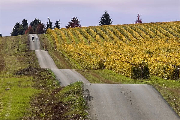 A couple walk the undulating road next to a fall-colored vineyards at King Estate