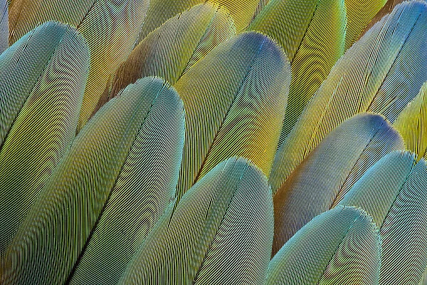 Covert wing feathers of the Camelot Macaw
