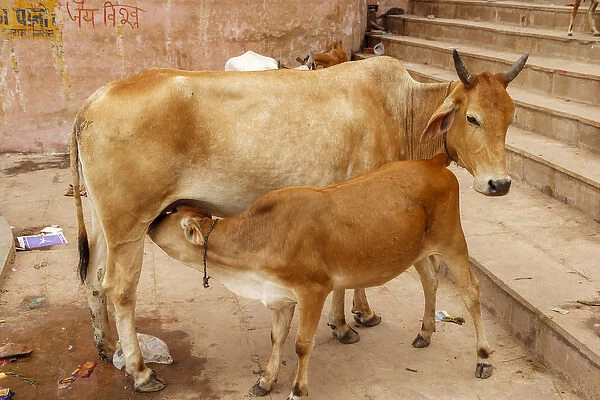 13+ Best Cow Breed In India [Superior Breeds] - Shahjighee – Shahji Ghee