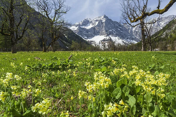 Cowslip (primula Veris) in Eng valley, Karwendel mountain range in austria, with