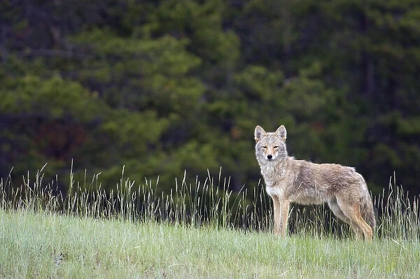 Coyote; late spring
