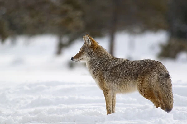 Coyote in winter in Yellowstone National Park