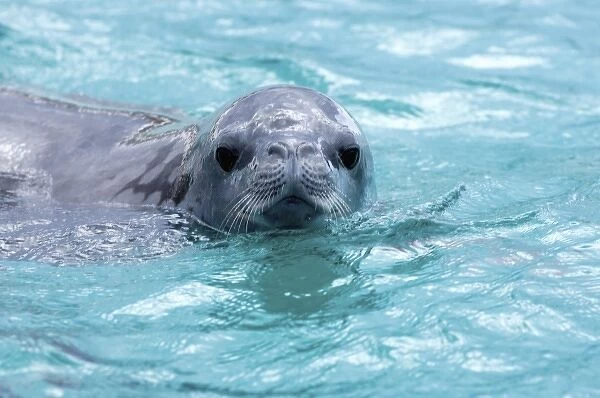 crabeater seal, Lobodon carcinophaga, in waters off the western Antarctic Peninsula