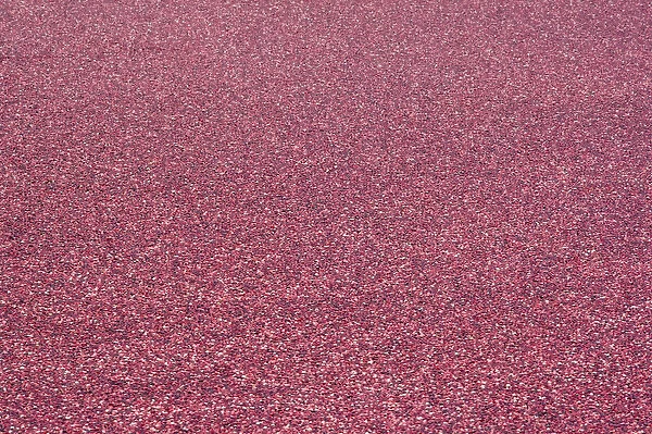 Cranberry Harvest near Spooner Wisconsin