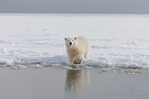 A curious young polar bear plays in the snow on the edge of the Beaufort Sea Ice