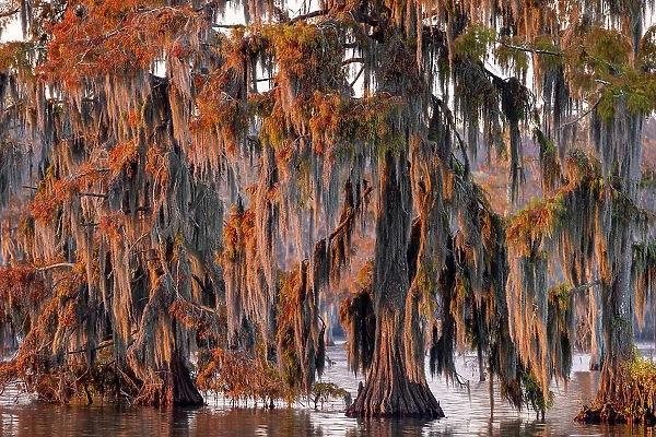 Cypress trees in autumn at Lake Martin near Lafayette, Louisiana, USA