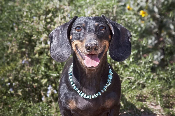 A Dachshund  /  Doxen smiling with turquoise collar