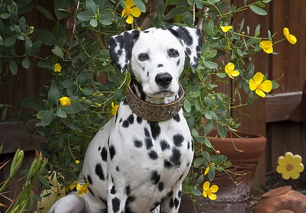 A Dalmation sitting in a garden with yellow flowers
