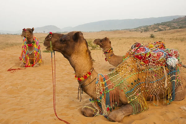 Decorated camels, Pushkar, Rajasthan, India