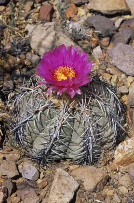 Framed Print : Devilshead Cactus Blooming Print Framed Print : Devilshead Cactus Blooming Print
