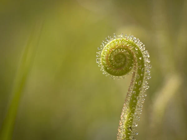 Dew-threads carnivorous plants, Apalachicola National Forest
