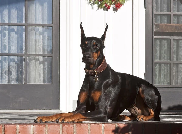 A Doberman Pinscher lying on a red brick patio in front of a house