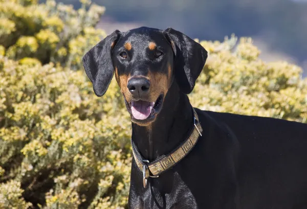 A Doberman Pinscher standing in front of yellow flowers