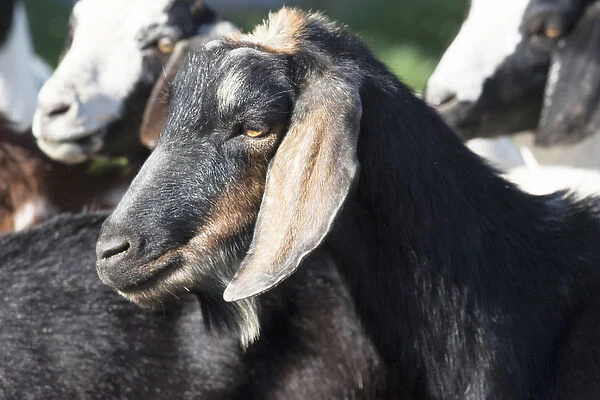 Domestic goat, head shot side view, black, tan, ears
