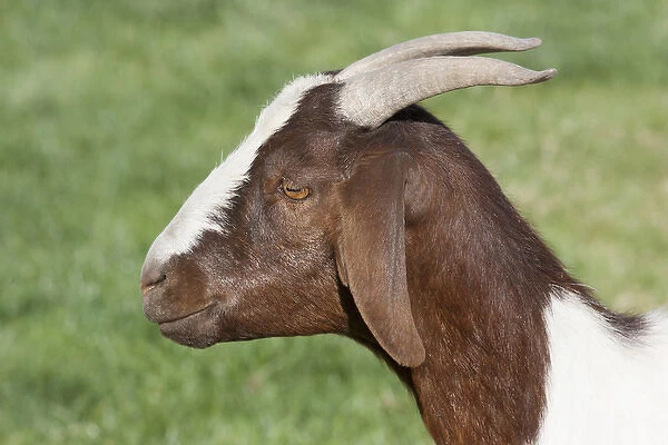 Domestic goat, side shot, brown, white