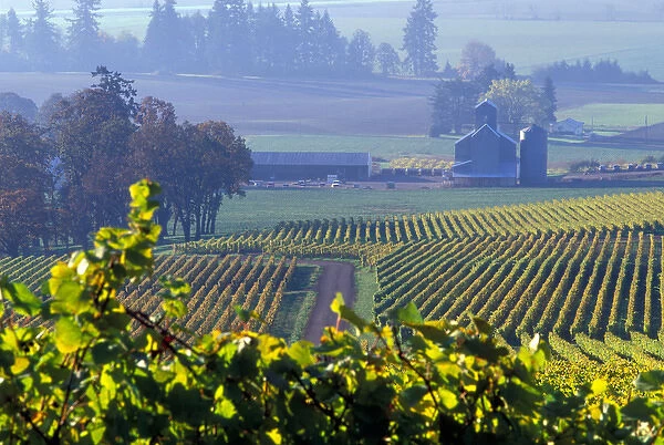 The early morning rays play across the leaves of grape vines in a Willamette Valley vineyard