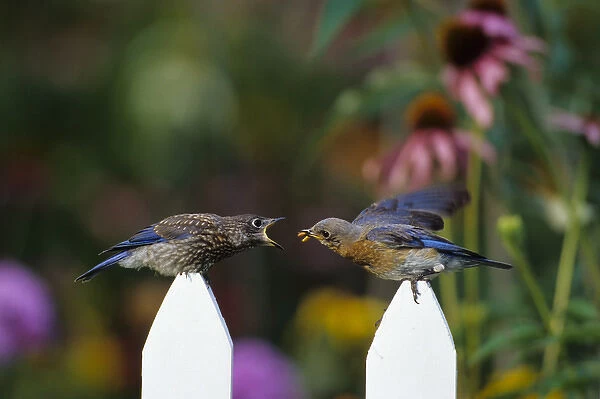 Eastern Bluebird (Sialia sialis) female feeding fledgling on picket fence near flower garden