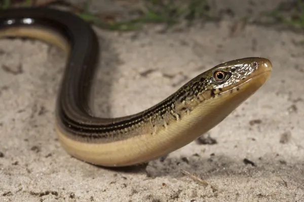 Eastern Glass Lizard (Ophisaurus ventralis) Little St Simons Island, Barrier Islands