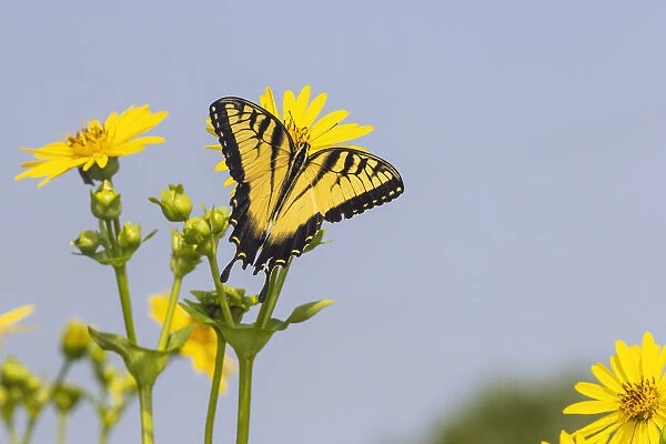 Eastern Tiger swallowtail on Cup plant