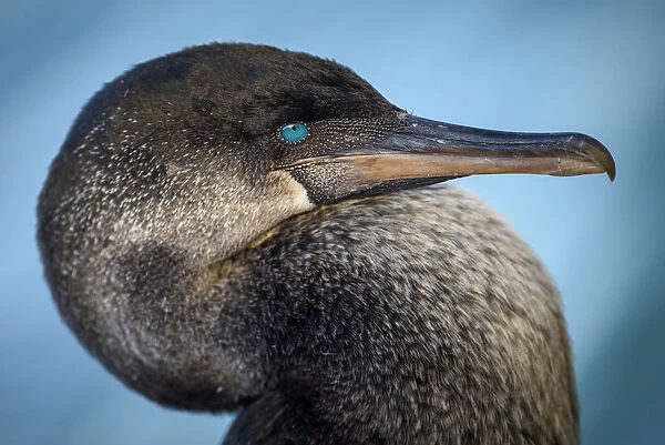 Ecuador, Galapagos, Genovesa Island, Flightless cormorant portrait