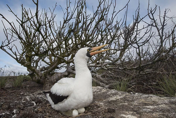 Ecuador, Galapagos Islands, Genovesa Island. Nazca booby sitting on nest with eggs