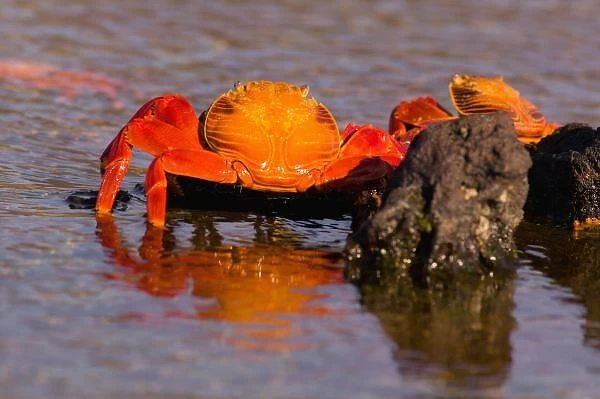Ecuador, Galapagos Islands National Park, Puerto Egas, Sally Lightfoot Crabs (Grapsus