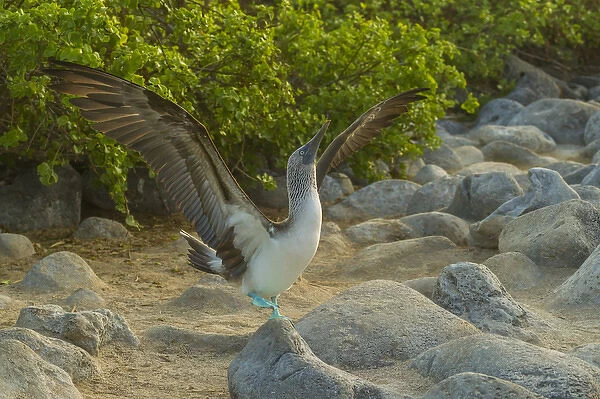 Ecuador, Galapagos National Park, San Cristobal. Blue-footed booby displaying. Credit as