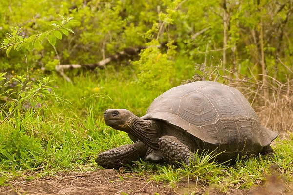 Ecuador, Santa Cruz Island, Galapagos Islands National Park, Giant Tortoise (Geochelone