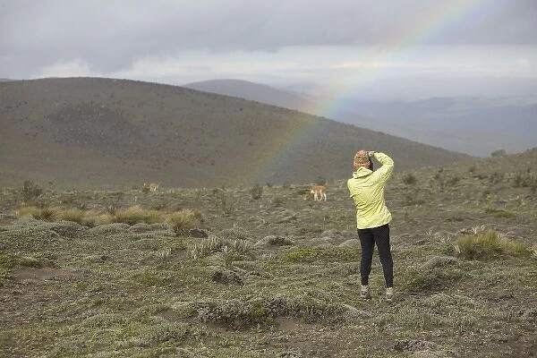 Ecuador, woman photographing wild vicuna (Vicugna vicugna) and rainbow on Mt. Chimborazo