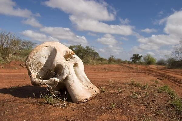 Elephant skull, Tsavo National Park, Kenya