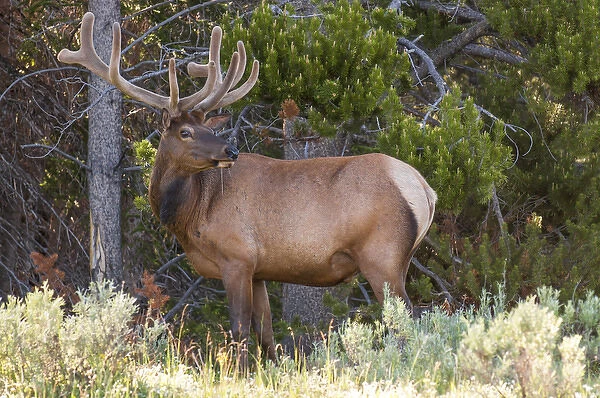 Elk (Cervus canadensis) near Lake Village, Yellowstone National Park, Wyoming, USA