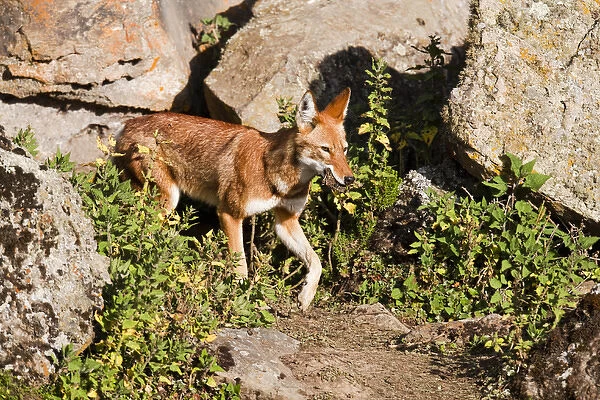 Ethiopian Wolf (Canis simensis) mmother bringing prey, a rodent, to the pups, litter