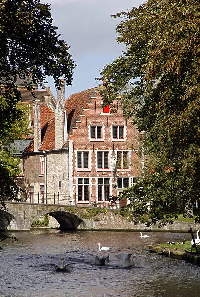 Europe, Belgium, Brugges. Swans on Minnewater lake in Brugges