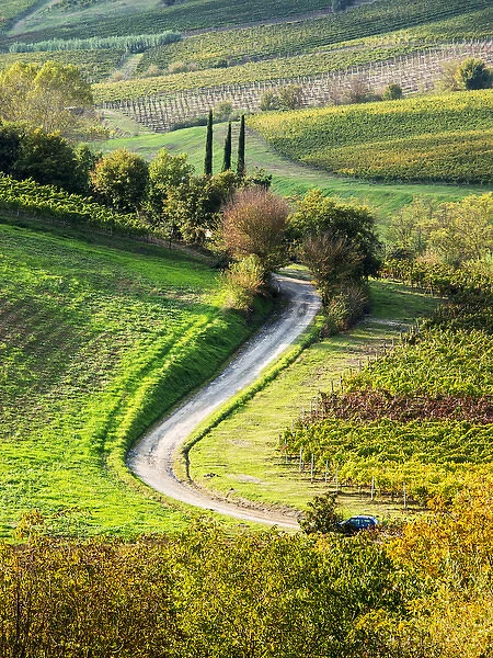 Europe; Italy; Tuscany; Chianti; Autumn; Road running through vineyards