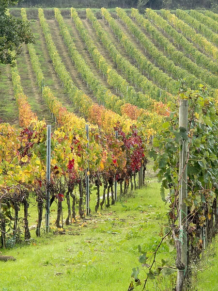 Europe, Italy, Tuscany. Colorful vineyards in autumn in the Val d Orcia region