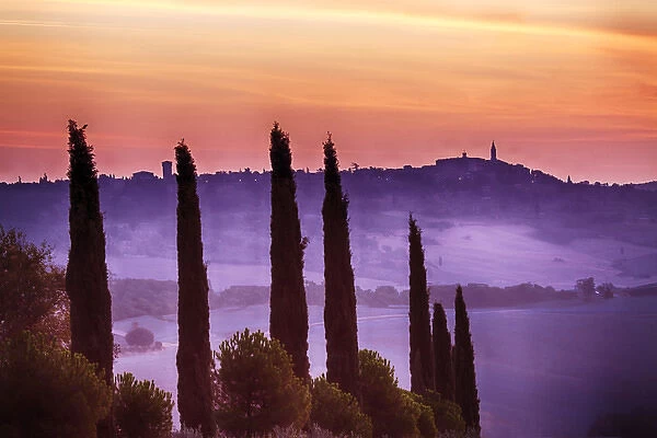 Europe; Italy: Tuscany; Cypress trees with Morning Fog