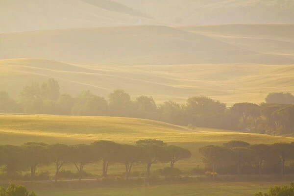 Europe, Italy, Tuscany, Layers of Trees and Wheat Fields in the Fog
