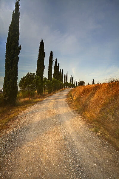 Europe; Italy: Tuscany; Tuscan Cypress Lined Back Road