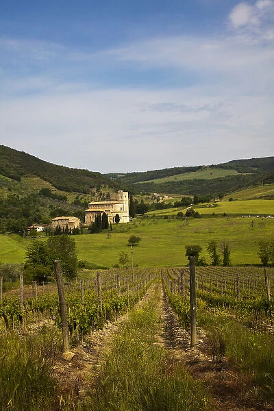 Europe; Italy; Tuscany; Vineyards leading to Sant Antimo Abbey With Fresh Green