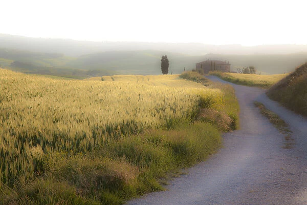 Europe, Italy, Val d Orcia. Road to farmhouse