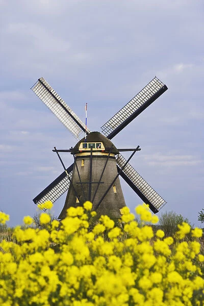 Europe, Netherlands, Kinderdijk. Windmill framed by yellow flowers