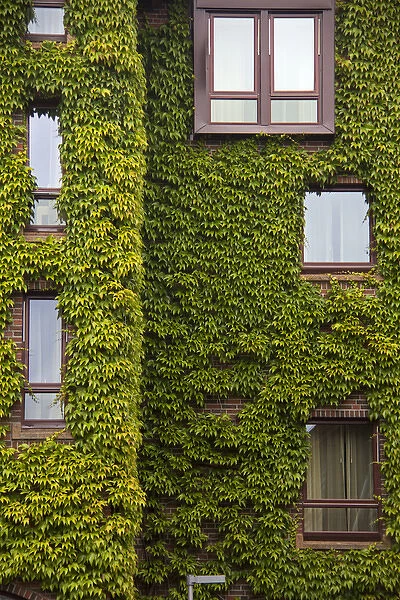 Europe, Norway, Bergen. Bryggen building with ivy, a UNESCO World Heritage Site