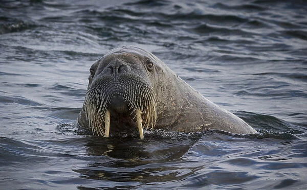 Europe, Norway, Svalbard. Close-up of walrus in water looking at camera. Credit as