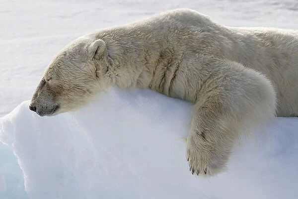 Europe, Norway, Svalbard. Polar bear lying asleep on ice ridge