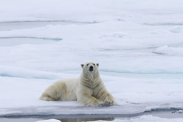 Europe, Norway, Svalbard. Polar bear lying on snow next to water