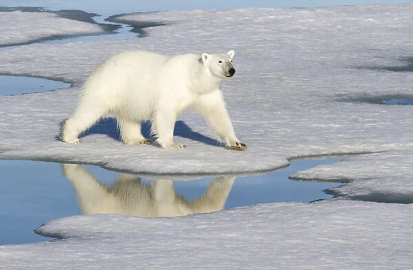 Europe, Norway, Svalbard. Polar bear reflected in melt pool as it walks across the ice