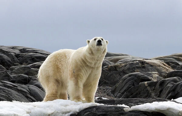 Europe, Norway, Svalbard. Polar bear on snow surrounded by dark rocks and snow. Credit as