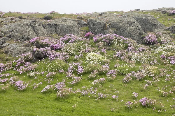 Europe, Scotland, Isle of May. Scenic of pink and white wildflowers and lichen-covered boulders
