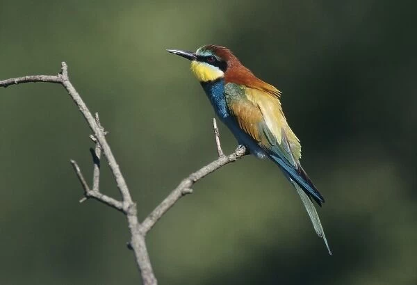 European Bee-eater, Merops apiaster, adult, Scrivia River, Italy, May